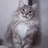 Взрослый котик по имени Масик - фото 2