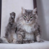 Взрослый котик по имени Масик - фото 3