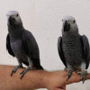 Милые африканские серые попугаи в Белоозёрском договорная
