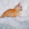 Рыжий котенок в надежные ручки - фото 3