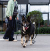 Задорный Луффи ищет дом - фото 4