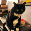Дом ищет черный котик в Москве даром