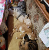 Коты ищут дом - фото 1