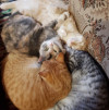 Коты ищут дом - фото 2