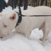 Пропала собака белый бультерьер в Истре