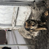 Обнаружена собака в Москве