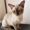 Бурманский котенок - фото 2