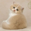 Британские котята - фото 2