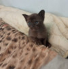 Бурманские котята - фото 2