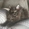 Пропал чёрный котенок мейн-кун в Санкт-Петербурге пропала