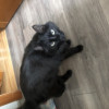 Отдам кота в добрые руки - фото 1