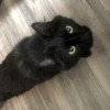 Отдам кота в добрые руки - фото 2