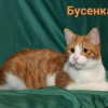 Котята в добрые ручки в Санкт-Петербурге даром