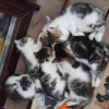 Котята в добрые руки - фото 1