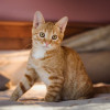 Рыжий ласковый котенок в добрые руки - фото 2