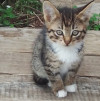 Котята ищут дом - фото 2