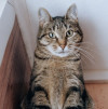 Кошка Фиоша очень хочет домой - фото 2