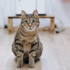 Кошка Фиоша очень хочет домой - фото 4