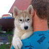 Сибирский хаски (профессиональный питомник) - фото 2