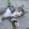 Отдам чудесного котёнка в заботливую семью - фото 2