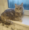 Кошка породы скотиш страйт с родословной бесплатно в Красногорске