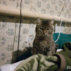 Пропала кошка в Москве договорная