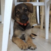 Ищет дом спасённый щенок. Девочка. 3 месяца в Приозерске