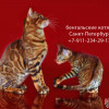 Бенгальские котята в Санкт-Петербурге 35 000 руб.