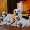Щенков Пиренейской Горной Собаки продаю в Электростале 45 000 руб.