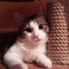 Котенок в добрые руки - фото 1