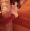 Котенок в добрые руки - фото 2