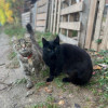 Котик и/или кошечка в добрые руки - фото 1