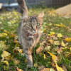 Котик и/или кошечка в добрые руки - фото 2