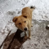 Найдена рыжая собака. Ольгино, Лахтинский пр в Санкт-Петербурге найдена