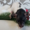 Крысята 1 месяц - фото 2