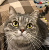 Кошка Люси ответственным и добрым людям - фото 1