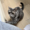 Кошка Люси ответственным и добрым людям - фото 2