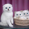 Девочка скоттиш фолд с голубыми глазками в домашние любимцы - фото 1