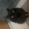 Нашла черную пушистую кошку в Москве найдена