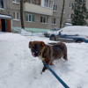 Чудесный Вилли в дар - фото 3