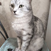 Найдена кошка, серая в полоску в Саратове найдена