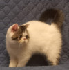 Котята экзотические короткошерстные - фото 2