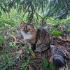 Кошка Сильва 3 года, стерилизована и привита - фото 1