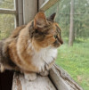 Кошка Сильва 3 года, стерилизована и привита - фото 3