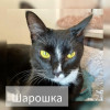 Красивая добрая кошка - фото 1