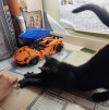 Котенок, почти мини-пантерка, Дюдюня ищет дом - фото 2