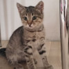Маленький котенок ищет дом - фото 1