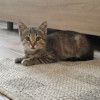 Маленький котенок ищет дом - фото 2
