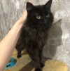 Молодой котик Черныш - фото 6