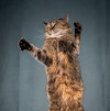 Ласкуша — кошка-обнимашка - фото 4